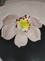 Csónak Orchidea Több szín  1 db