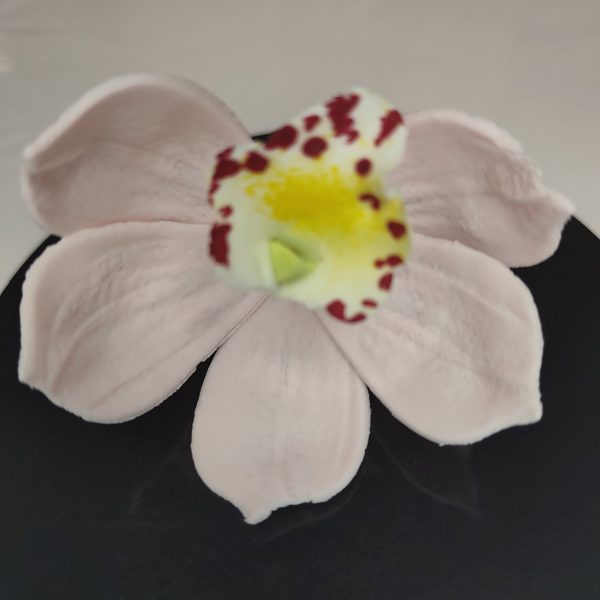 Csónak Orchidea Több szín  1 db