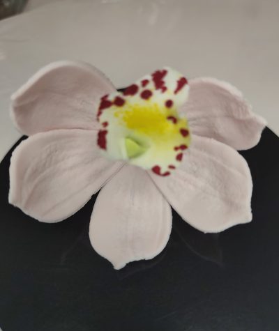 Csónak Orchidea Több szín  1 db