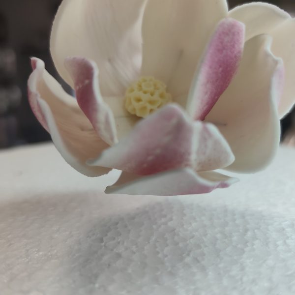 Magnólia