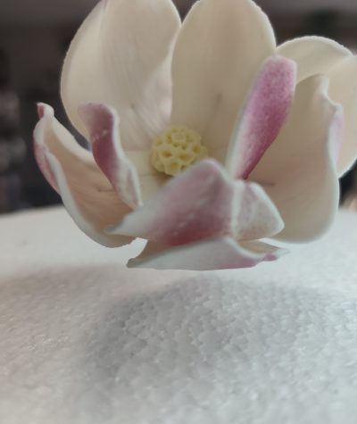 Magnólia